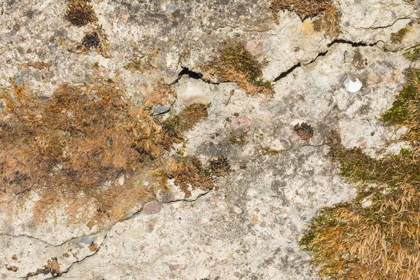 Doku eski beton duvar bozuk yüzeyli ve küçük çatlaklar, duvar yosun bazı parçaların üzerinde büyür — Stok fotoğraf