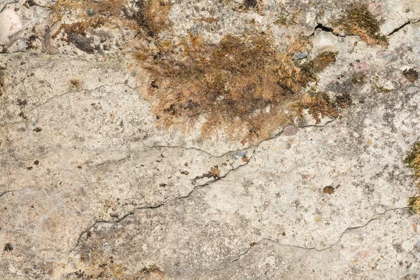 Textura de la antigua pared de hormigón con una superficie dañada y pequeñas grietas, en algunas partes de la pared de musgo crece — Foto de Stock