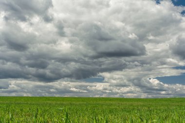 yeşil tarla ve mavi gökyüzü