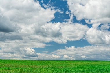yeşil tarla ve mavi gökyüzü