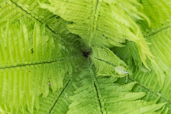 Foglia di felce verde grande primo piano — Foto Stock