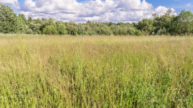 parlak güneşli yaz çayır.