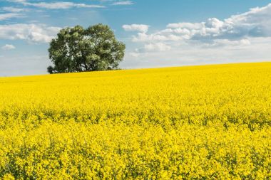 kolza tohumu alan ve mavi gökyüzü güneşli bir bulutlu