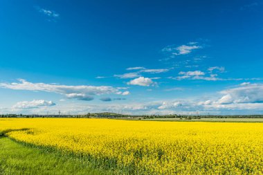 kolza tohumu alan ve mavi gökyüzü güneşli bir bulutlu