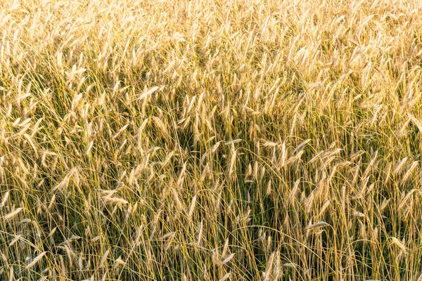 Spica alan bir günbatımı Zamanı