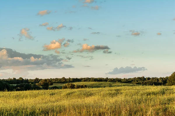 Yaz alanları ve gün batımı sırasında Beyaz Rusya'nın ormanları