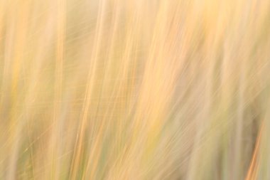 Satırları bir ağırlığı ile bulanık sarı arka plan