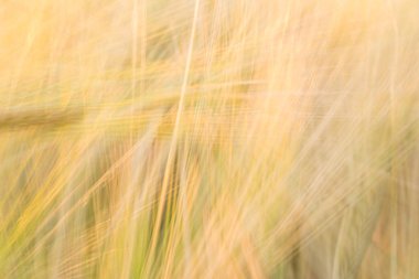 Satırları bir ağırlığı ile bulanık sarı arka plan