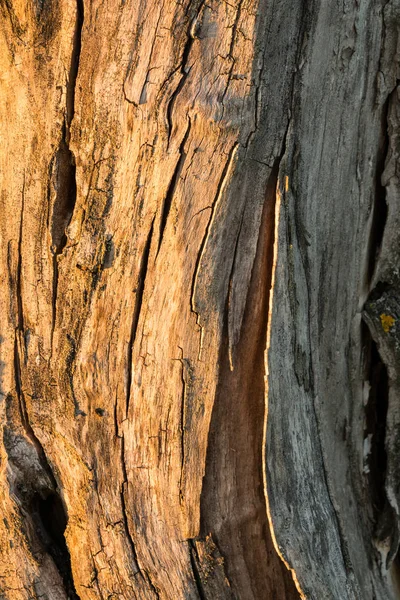 Textura de tronco de madeira rachada velha sem casca — Fotografia de Stock