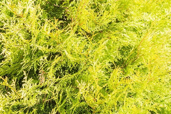 Tekstur Thuja. Cabang pohon thuja hijau dan daun sebagai latar belakang alami . — Stok Foto