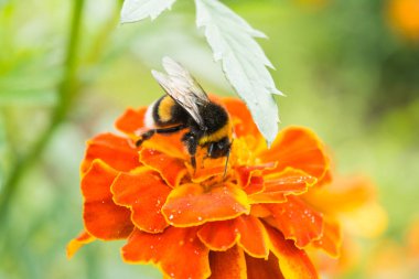 yaban-arısı bir portakal çiçeği üzerinde polen, seçici odak toplar