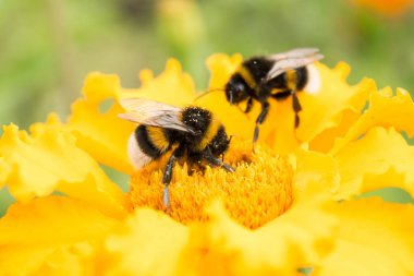 bumblebee on a yellow flower collects pollen, selective focus clipart