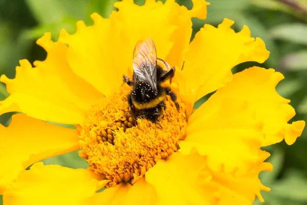 Μέλισσα σε κίτρινο λουλούδι συλλέγει γύρη, επιλεκτική εστίαση — Φωτογραφία Αρχείου