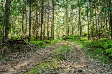 yol çam ormanında sonbahar güneşli bir gün