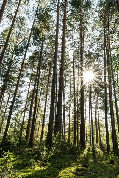 Bosque de pinos con lo último del sol brillando entre los árboles. —  Fotos de Stock