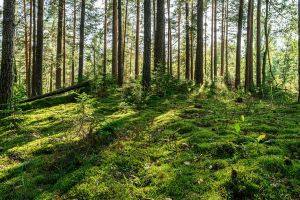 Musgo no chão de uma floresta de pinetree — Fotografia de Stock