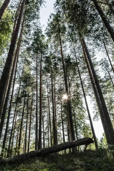 Сосновий ліс з останнім сонцем, що сяє крізь дерева . — стокове фото