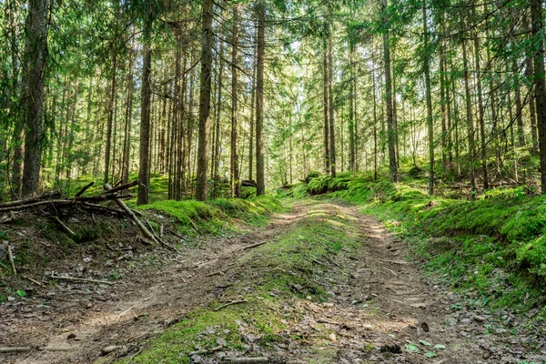 yol çam ormanında sonbahar güneşli bir gün