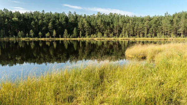 Çam ağaçlı bir orman gölünde mavi su