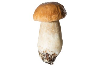 Bir kalın mantar bacak ve ıslak kap beyaz bir arka plan üzerinde taze orman mantar çörek