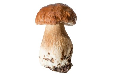 Bir kalın mantar bacak ve ıslak kap beyaz bir arka plan üzerinde taze orman mantar çörek