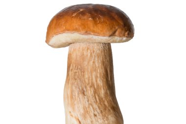 Bir kalın mantar bacak ve ıslak kap beyaz bir arka plan üzerinde taze orman mantar çörek