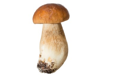 Bir kalın mantar bacak ve ıslak kap beyaz bir arka plan üzerinde taze orman mantar çörek