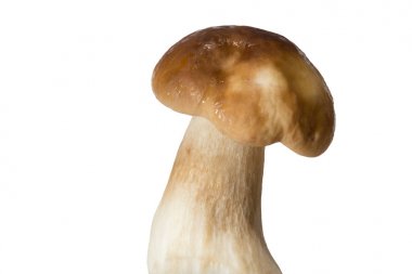 Bir kalın mantar bacak ve ıslak kap beyaz bir arka plan üzerinde taze orman mantar çörek