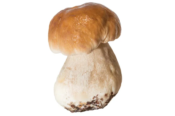 Свежий лесной гриб болетус с густой грибной ногой и мокрым колпаком на белом фоне — стоковое фото