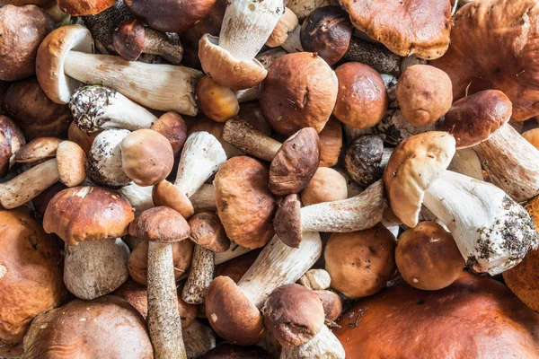 mantar çörek ve kırmızı şapkalı scaber sapı bir sürü yalan bir grup