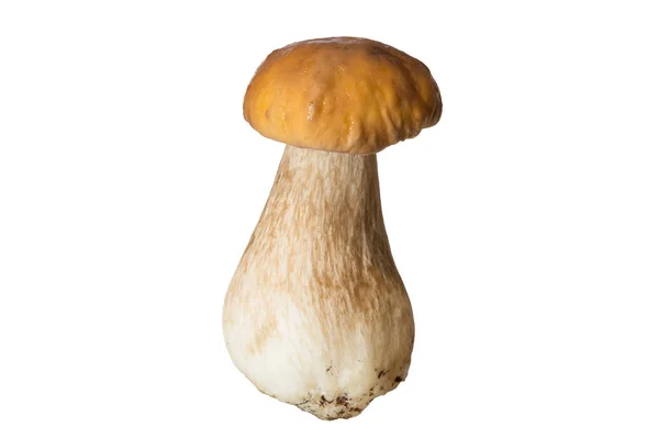 Свежий лесной гриб болетус с густой грибной ногой и мокрым колпаком на белом фоне — стоковое фото