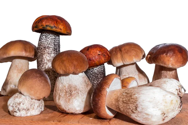 Семь грибов boletus и два красных чешуйчатых стебель стоять на деревянной доске — стоковое фото