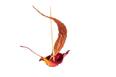 bir tekne bir yelken ile iki kuru huş ağacı yaprakları ve kürdan yapılmış, gemi izole