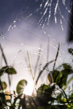 cep telefonu ekran, seçici odak, yeşil çimen, mavi gökyüzü ve güneş, arka plan cam yansıması üzerinde birçok çatlaklar