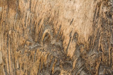 ahşap doku çok eski meşe, kaba ahşap üniforma değil