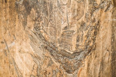 ahşap doku çok eski meşe, kaba ahşap üniforma değil