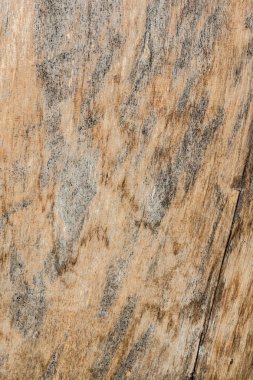 ahşap doku çok eski meşe, kaba ahşap üniforma değil