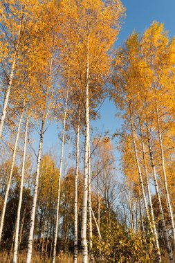 Turuncu yaprakları ile beyaz birch düzgün gövdeleri