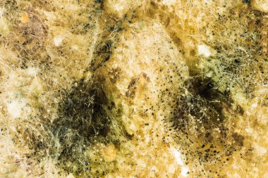 Yeşil mantar mantar yayılmasını gıda ürünleri, görünümü ile mikroskop şımarık