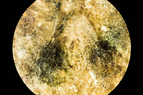 Propagación de moho de hongos verdes en productos alimenticios estropeados, ver a través de un microscopio — Foto de Stock