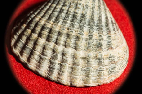 Sea shell als souvenir op een rode achtergrond met dim verlichting — Stockfoto