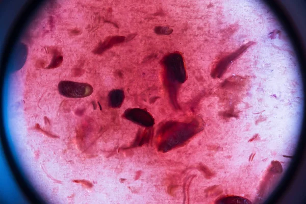 Imitação de bactérias e microrganismos, visão microscópica, fundo macro — Fotografia de Stock