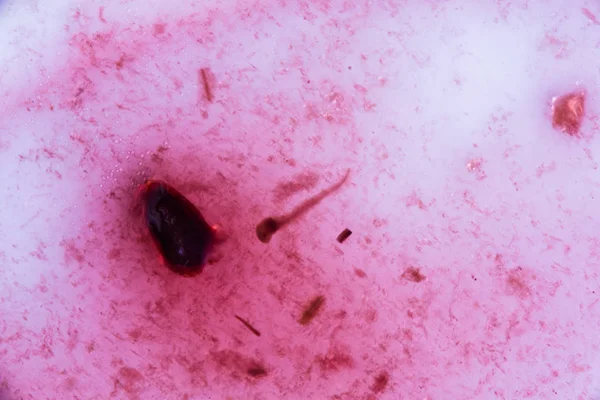 Απομίμηση των βακτηρίων και μικροοργανισμών, μικροσκοπική προβολή, μακροεντολή φόντο — Φωτογραφία Αρχείου