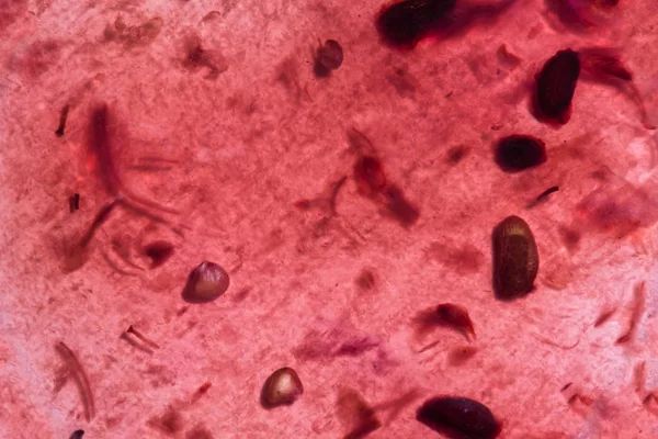 Imitazione di batteri e microrganismi, visione microscopica, macrosfondo — Foto Stock