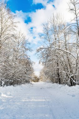 kırsal bir karlı yol kenarına kar kapaklar ile kaplı ağaç dalları üzerinde snowdrifts ile bir kış orman gün güneş aydınlatır.