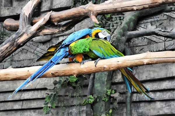 Zwei Papageien auf einem Ast passen aufeinander auf — Stockfoto
