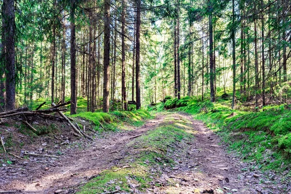 yol çam ormanında sonbahar güneşli bir gün