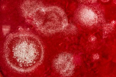 Organik olarak, arka plan küf gelişimi