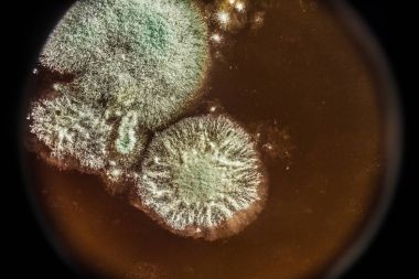 Organik olarak, arka plan yeşil küf gelişimi