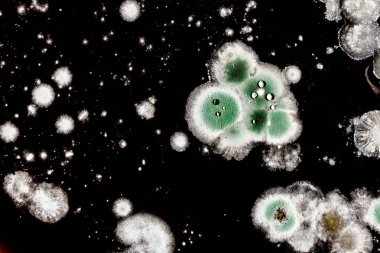 Organik olarak, arka plan yeşil küf gelişimi